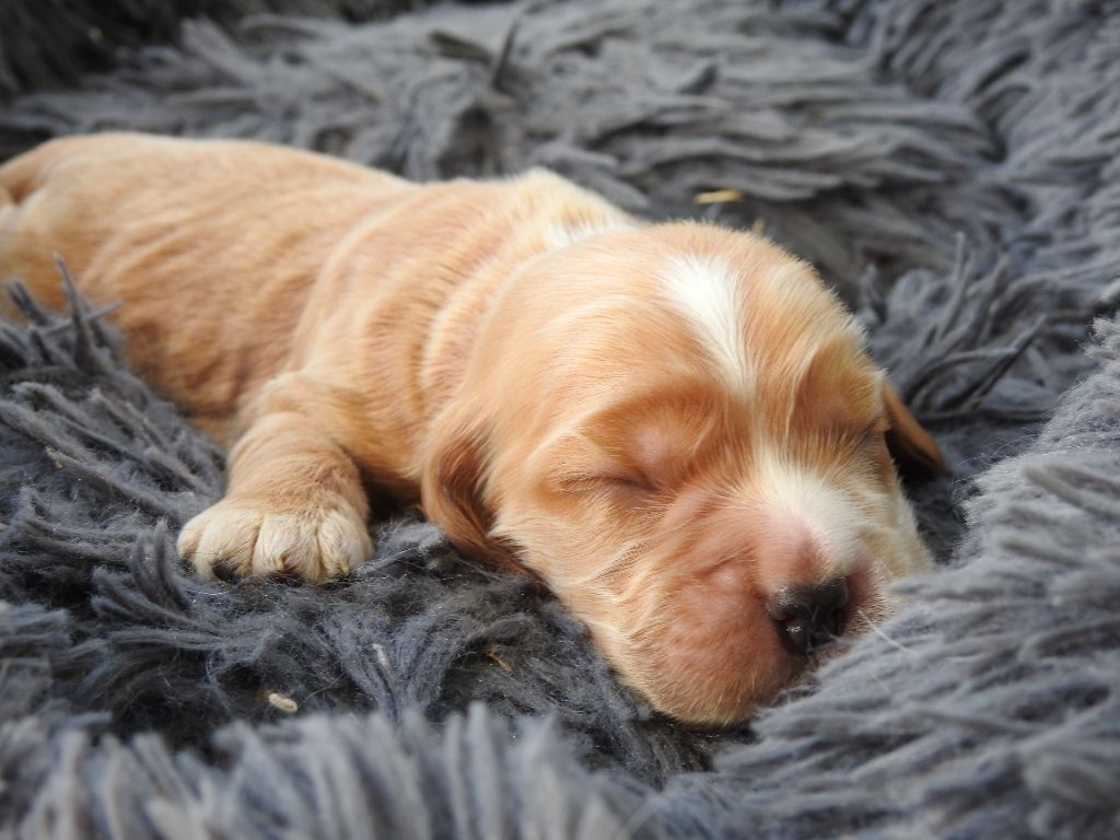 Mâle fauve - Cocker Spaniel Anglais