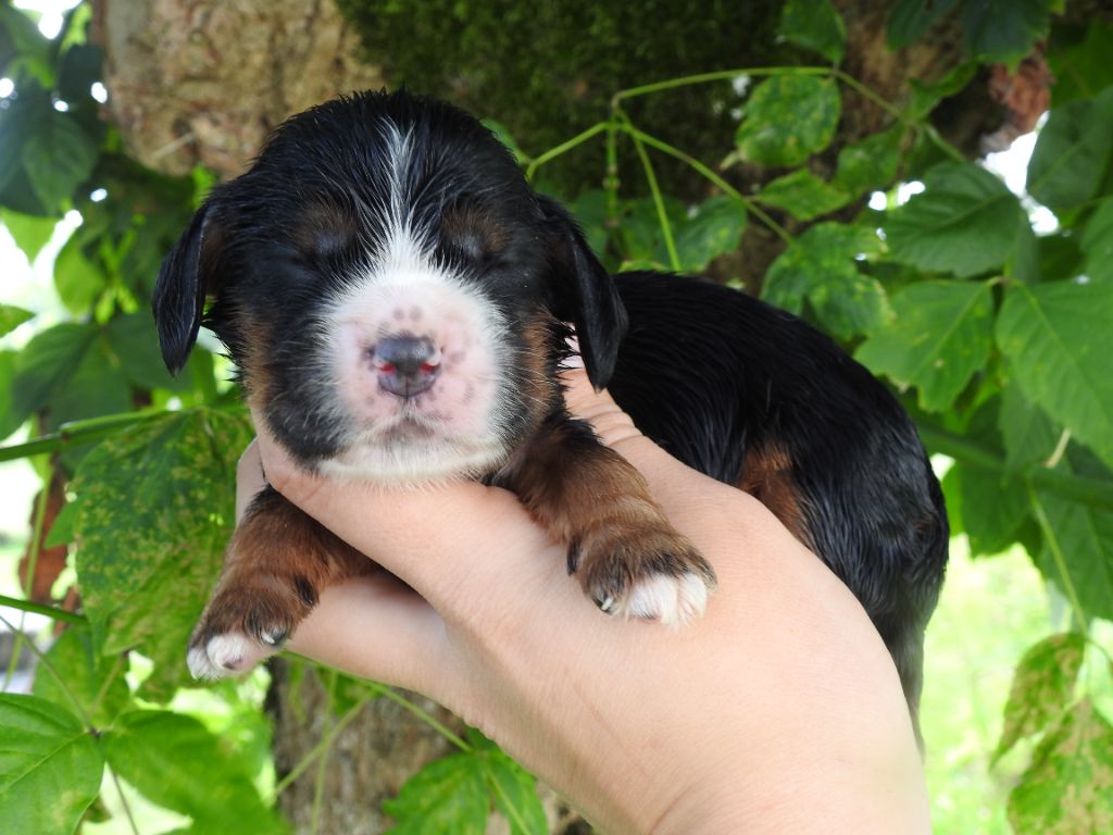 Mâle noir et feu - Cocker Spaniel Anglais