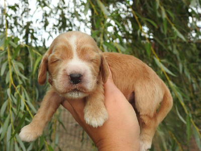 Mâle fauve - Cocker Spaniel Anglais