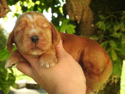 Mâle fauve - Cocker Spaniel Anglais