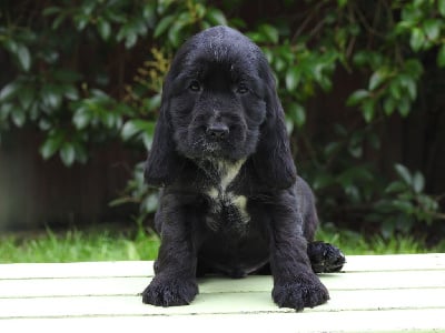 Les chiots de Cocker Spaniel Anglais