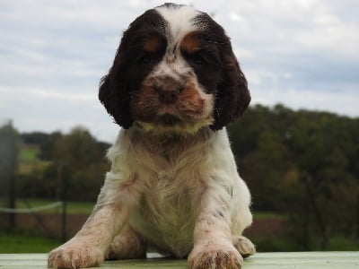 Les chiots de Cocker Spaniel Anglais