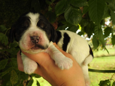 Mâle tricolore - Cocker Spaniel Anglais