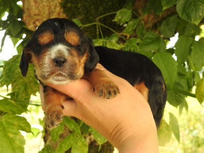 Les chiots de Cocker Spaniel Anglais