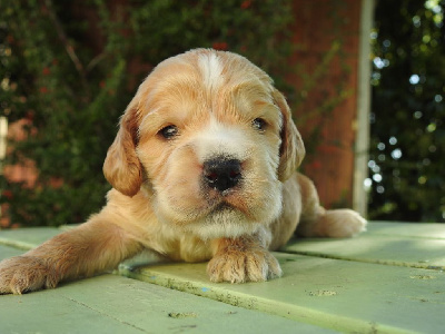 Les chiots de Cocker Spaniel Anglais