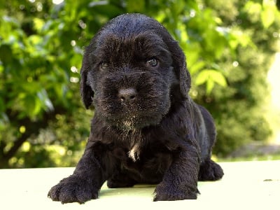 Les chiots de Cocker Spaniel Anglais