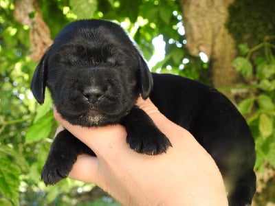 Les chiots de Cocker Spaniel Anglais