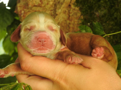 Les chiots de Cocker Spaniel Anglais