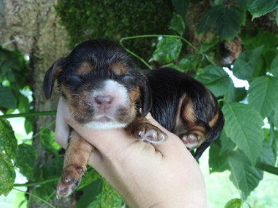 Femelle chocolat et feu - Cocker Spaniel Anglais