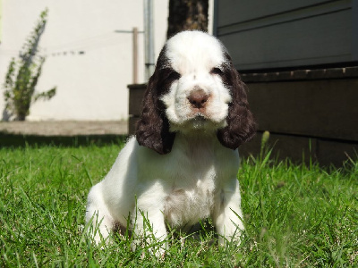 Les chiots de Cocker Spaniel Anglais