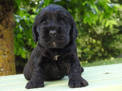 Les chiots de Cocker Spaniel Anglais