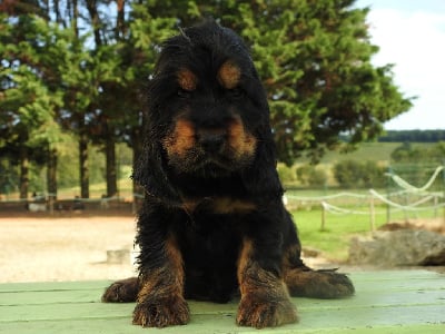 Les chiots de Cocker Spaniel Anglais