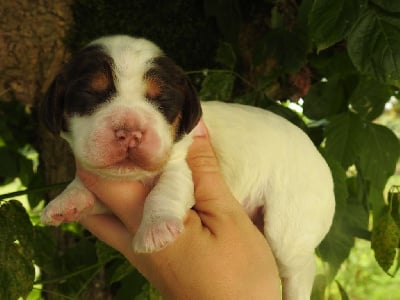 Mâle tri choco - Cocker Spaniel Anglais