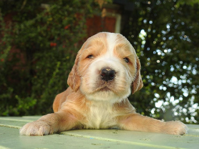 Les chiots de Cocker Spaniel Anglais