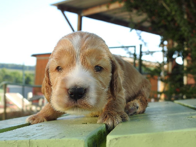 Les chiots de Cocker Spaniel Anglais