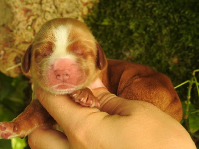 Les chiots de Cocker Spaniel Anglais