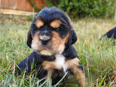 Les chiots de Cocker Spaniel Anglais