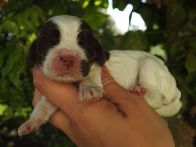 Femelle tri chocolat rouan - Cocker Spaniel Anglais