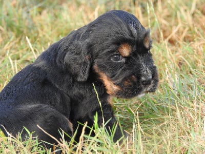 Les chiots de Cocker Spaniel Anglais