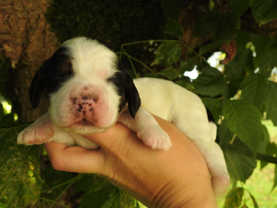 Les chiots de Cocker Spaniel Anglais