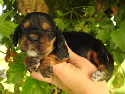 Les chiots de Cocker Spaniel Anglais