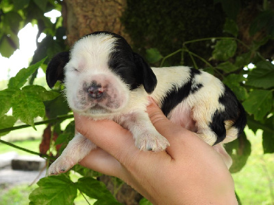 Les chiots de Cocker Spaniel Anglais