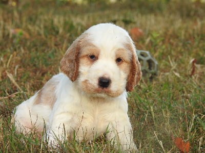 Les chiots de Cocker Spaniel Anglais