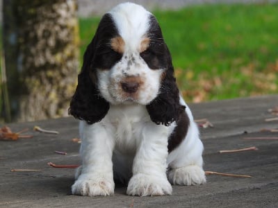 Les chiots de Cocker Spaniel Anglais