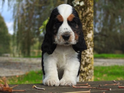 Les chiots de Cocker Spaniel Anglais