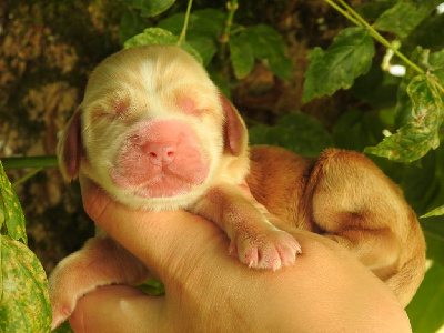 Les chiots de Cocker Spaniel Anglais