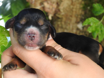 Les chiots de Cocker Spaniel Anglais