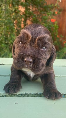 Les chiots de Cocker Spaniel Anglais