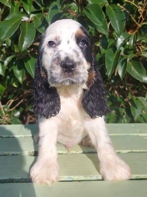 Les chiots de Cocker Spaniel Anglais