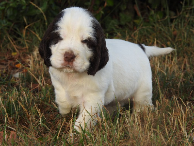 Les chiots de Cocker Spaniel Anglais