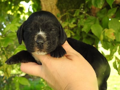 Femelle noire - Cocker Spaniel Anglais