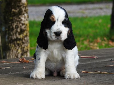 Les chiots de Cocker Spaniel Anglais