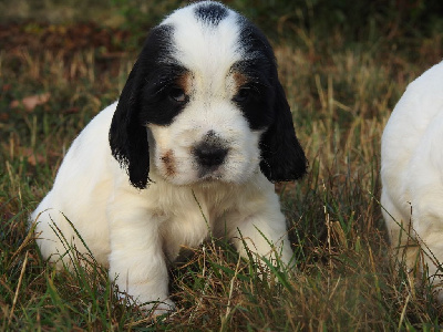 Les chiots de Cocker Spaniel Anglais