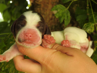 Les chiots de Cocker Spaniel Anglais