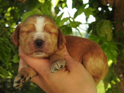 Les chiots de Cocker Spaniel Anglais