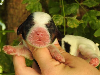 Les chiots de Cocker Spaniel Anglais