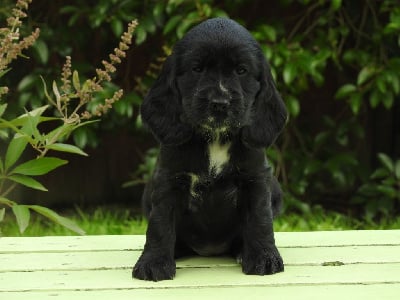 Les chiots de Cocker Spaniel Anglais