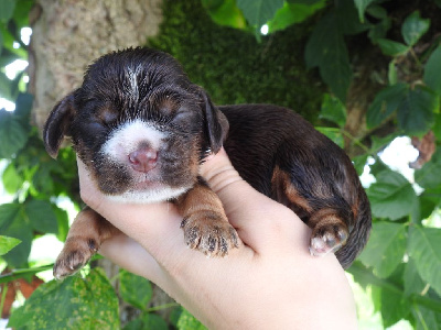 Les chiots de Cocker Spaniel Anglais