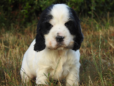 Les chiots de Cocker Spaniel Anglais