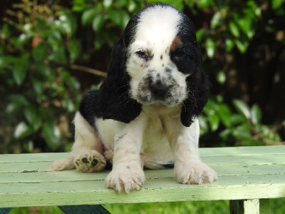 Les chiots de Cocker Spaniel Anglais