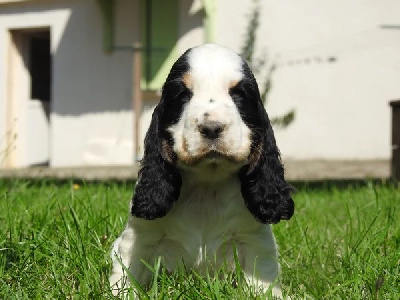 Les chiots de Cocker Spaniel Anglais