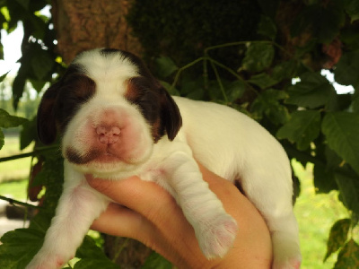 Femelle tri choc - Cocker Spaniel Anglais