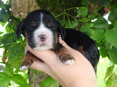 Les chiots de Cocker Spaniel Anglais