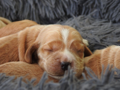 Mâle fauve - Cocker Spaniel Anglais