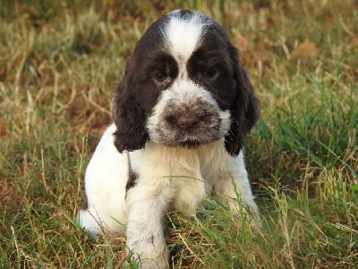 Les chiots de Cocker Spaniel Anglais