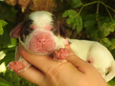 Les chiots de Cocker Spaniel Anglais